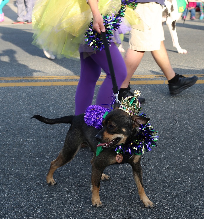 Enjoying the pet-friendly spaces of Panama City, where every day is an adventure for our furry friends.