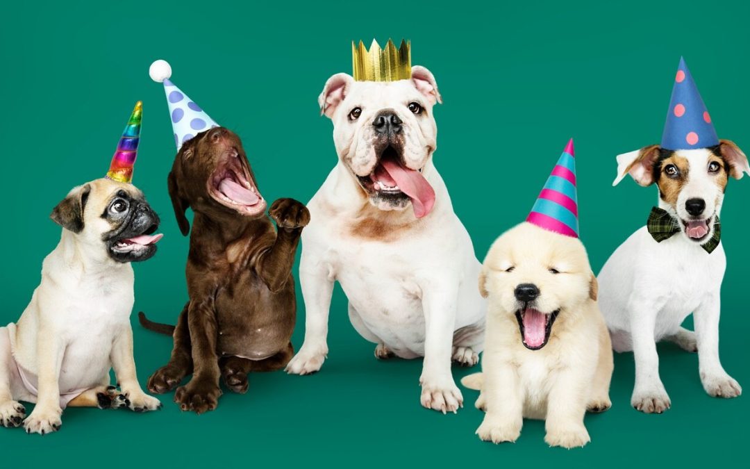 Join the Ultimate Celebration of Man’s Best Friend at the National Dog Day Pawty